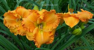 Orange Blossom Trail (Trimmer 2009)